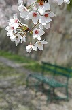 サクラの花